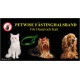 Petwise Fästinghalsband Hund 40-70cm (Fraktfritt)